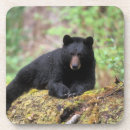 Search for omnivorous coasters Fauna