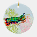Search for mantis shrimp Saltwater