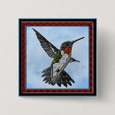 Search for ruby throated badges Animal