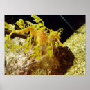 Search for dragon fish posters Animal