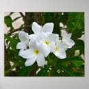 Search for frangipani flower art White