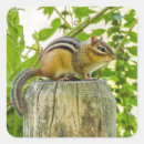 Search for tiny animal stickers Nature