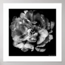 Search for black and white flowers posters Nature
