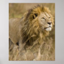 Search for lion predator Tanzania