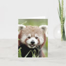Search for red panda cards Nature