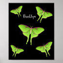 Search for moth posters Insect