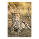 Search for cheetah spots posters Nature
