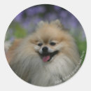 Search for pant stickers Pomeranian
