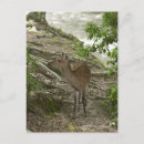 Search for vertebrates postcards Nature