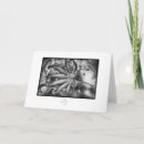 Search for maple leaf cards Photography