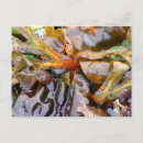 Search for seaweed postcards Ocean