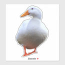 Search for duck photo stickers Animals