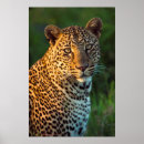 Search for pardus posters Endangered species