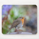 Search for rubecula Bird