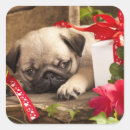 Search for birthday pug stickers Animal