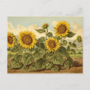 Search for sunflower postcards Vintage