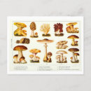 Search for edibility postcards Mushroom