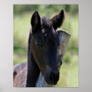 Search for foals posters Equine