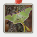Search for luna moth christmas tree decorations Insect