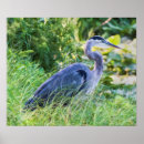 Search for great blue heron posters Animals