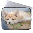 Search for back yard electronics Dog