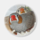 Search for finch magnets Pet