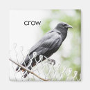Search for crows magnets Black