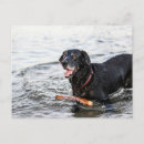Search for black lab cards invites Happy dog