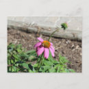 Search for coneflowers postcards Flora