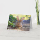 Search for flemish cards Bunny
