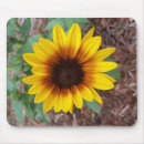 Search for annuus Helianthus annuus