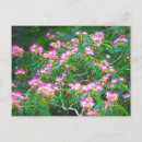 Search for mimosa tree postcards Pink