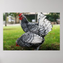 Search for feathered birds posters Chicken