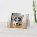 Search for corgi puppy cards Pembroke welsh corgi