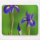 Search for purple iris mousepads Flora
