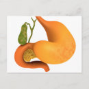 Search for stomach postcards Human body parts