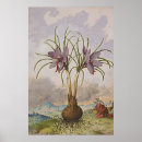 Search for saffron posters Botanical