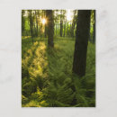 Search for massachusetts postcards Leaf