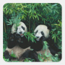 Search for bamboo stickers Panda