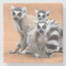 Search for lemur coasters Wildlife
