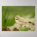 Search for endangered birds posters Species