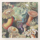 Search for anemone barware Ernst haeckel