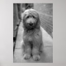 Search for large breed posters Adorable