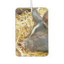 Search for farm car air fresheners Pig