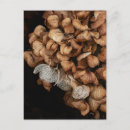 Search for dried flowers postcards Autumn
