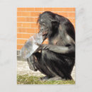 Search for funny chimpanzee postcards Chimpanzees