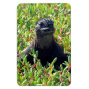 Search for iguanas magnets Marine iguana