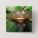 Search for burrowing badges Fauna