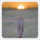 Search for kenya lion stickers Rear view