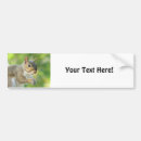 Search for cute animals bumper stickers Squirrel
